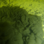 natur hav muslinger 02