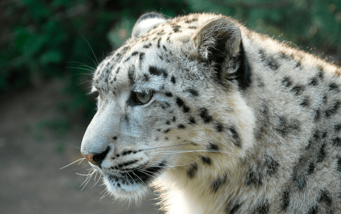 natur sneleopard