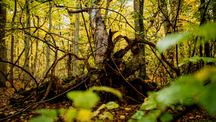 natur urørt skov 210413