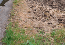 Grøftekanter i Odder Kommune vandaliseres med Roundup