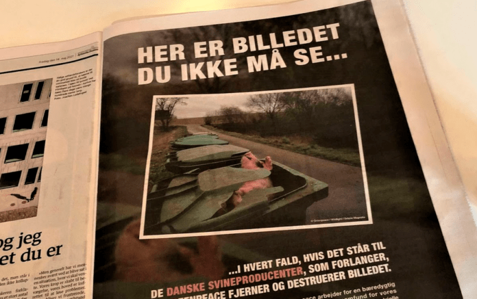 agro døde svin billedet du ikke må se