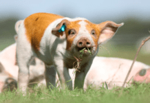 Landbrugets fonde bør være med til at finansiere den grønne omstilling