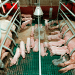agro to søer med pattegrise