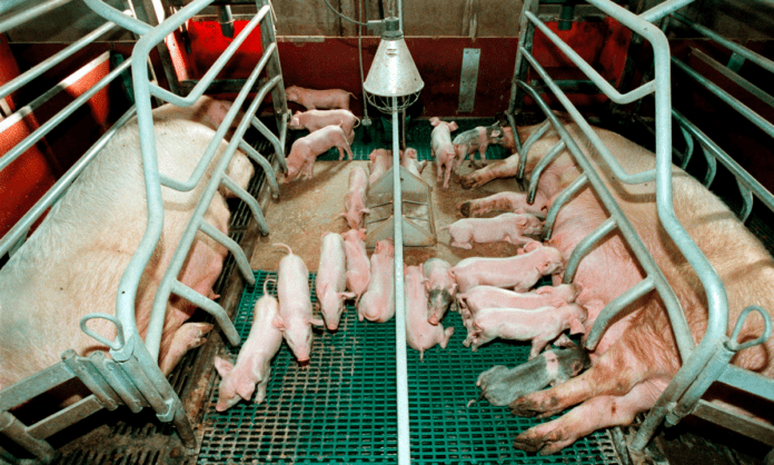 agro to søer med pattegrise
