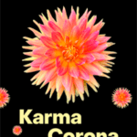 bog Karma Corona