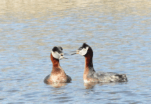Offentlig høring uden reelt indhold