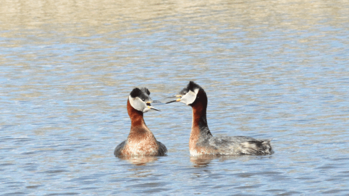 natur Gråstrubet Lappedykker
