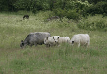 Dyrene har ikke krav på velfærd i naturnationalparker