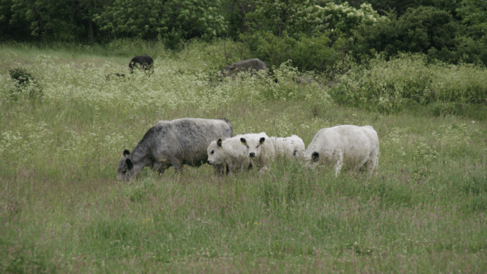 natur dyr i naturnationalark
