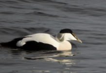 Kære Lea Wermelin: Hvorfor spænder dit ministerium ben for biodiversiteten?
