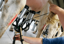 Mariagerfjord Kommune ser gennem fingre med stor mælkeproducent