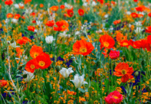 Den velfriserede have er på vej ud. Nu vil vi have vilde haver med plads til bier og biodiversitet