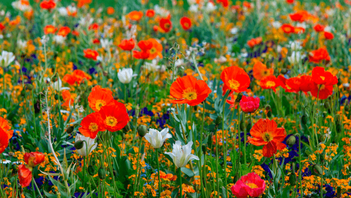 natur blomstereng 210608