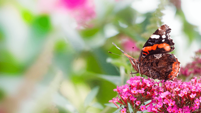 natur sommerfugl på blomst