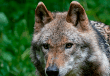 Plads til mange flere ulve i Danmark