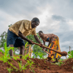 agro Malawi jordbrug