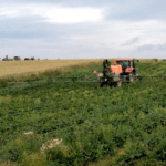 agro Samsø jordbær gift