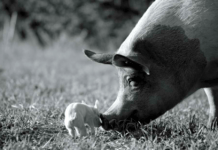 Oplev grisen Gunda og en etbenet kylling i biografen