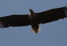 Danmarks bestand af havørne er gået tilbage