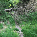 natur Odder sti blokeret af væltet træ