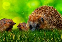 Hvert andet barn har aldrig set et pindsvin