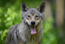 Ulven undgår mennesker og færdes helst på hede eller i skov