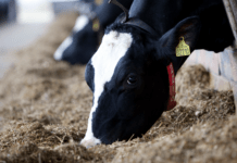 Klimarådet: Knap 90 pct. af udslippet af drivhusgas fra dansk landbrug skyldes kvæg og svin