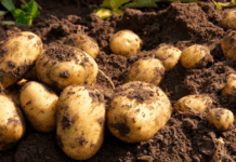 Tiden skriger på øget selvforsyning