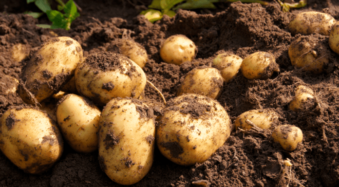 food kartofler 211016