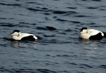 Biodiversitetsrådet bør bremse tilbagegangen i fuglebestandene