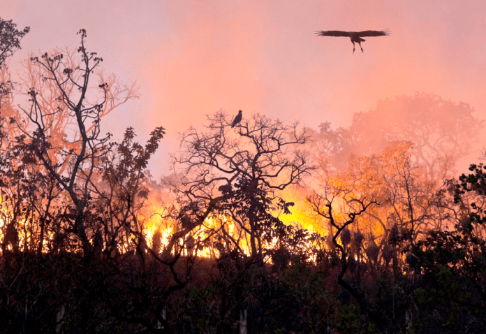 natur regnskov brand Pantanal