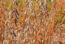 Syret at jeg er med til at ødelægge min egen planet