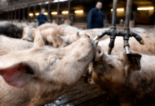 Svineavlere blæser på aftale og bruger mere antibiotika og zink