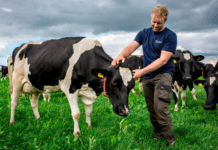 Økologer har succes med at udfase soja til malkekøer