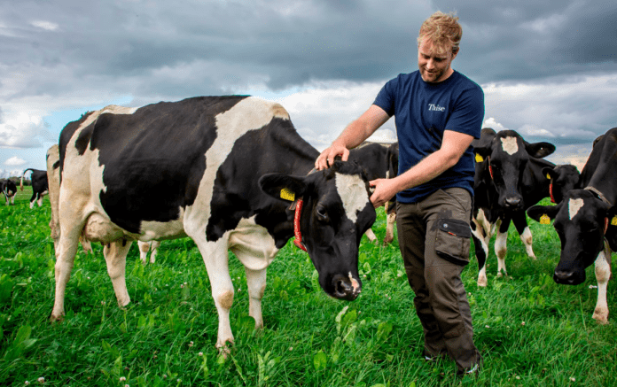organic Thise malkeko på græs