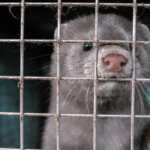agro mink WAF