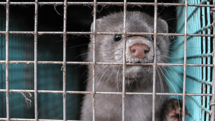 agro mink WAF