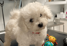 Vi dumper kæledyr som aldrig før