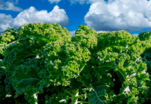 Grønlangkål var en almindelig ret i 1800-tallet