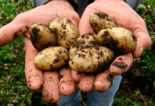 Kartoflens vej til de danske maver var lang og besværlig