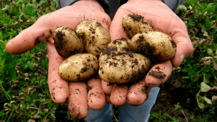 food kartofler 211210