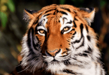 Kødædende pattedyr er mere tilbøjelige til at få kræft