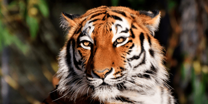 natur tiger