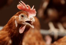 Fugleinfluenza rammer 100.000 høns på gård ved Stoholm