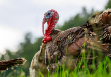 Stor kalkunfarm nær Sorø er ramt af fugleinfluenza