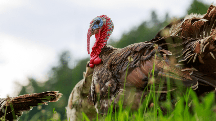 agro kalkuner 220103