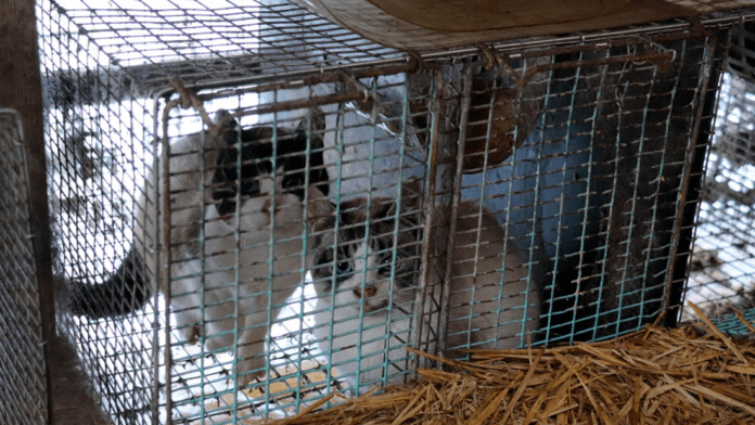 agro katte i bur