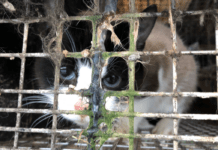 Katte i lukkede minkbure afsløret på gård nær Viborg