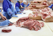 Ansat på svineslagteri blev alvorligt syg af svineinfluenza