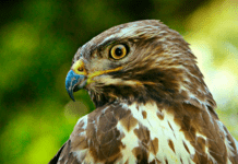 Fugleinfluenza hærger blandt de vilde fugle